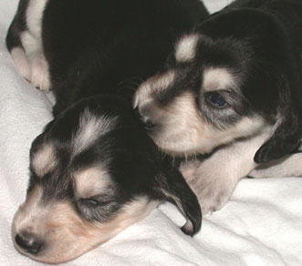 Saluki Welpen 3 Wo, Foto: D.Hintzenberg-Freisleben