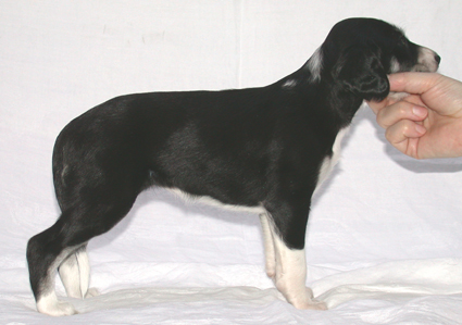 Saluki Welpen 4 Wo, Foto: D.Hintzenberg-Freisleben