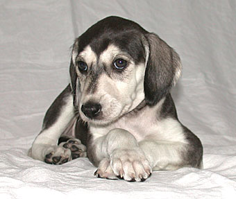 Saluki Welpe 6 Wo, Foto: D.Hintzenberg-Freisleben