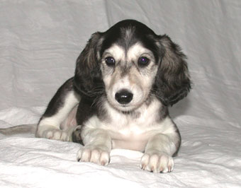 Saluki Welpe 6 Wo, Foto: D.Hintzenberg-Freisleben