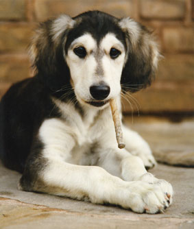 Saluki Welpe Mohendu Sawahin, Foto: D.Hintzenberg-Freisleben