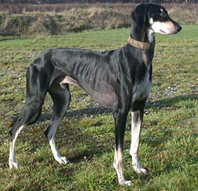 Saluki (Kurzhaar)  Yegan Sawahin, Foto: Michael Behrmann