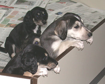 Saluki Welpen, 6 Wo, Foto: D.Hintzenberg-Freisleben