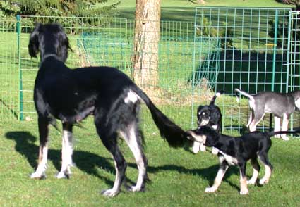 Saluki Welpen 7 Wo, Foto: D.Hintzenberg-Freisleben