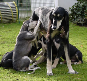 Saluki Welpe 8 Wo Foto: Th.Bergerweiss