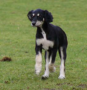 Saluki Welpe 8 Wo Foto: Th.Bergerweiss