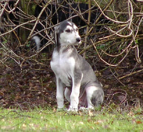 Saluki Welpe 8 Wo Foto: Th.Bergerweiss