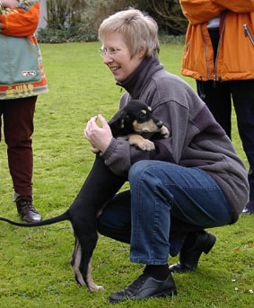 Saluki Welpe 8 Wo Foto: Th.Bergerweiss