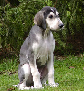 Saluki Welpe 8 Wo Foto: Th.Bergerweiss