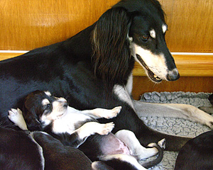 Sawahin Saluki Welpen Foto: D.Hintzenberg-Freisleben