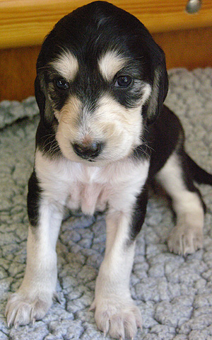 Sawahin Saluki Welpen Foto: D.Hintzenberg-Freisleben