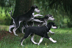 Sawahin Salukis, Foto: D.Hintzenberg-Freisleben