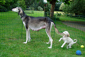 Sawahin Salukis - Welpen  Foto: D.Hintzenberg-Freisleben