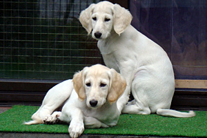 Sawahin Saluki Welpen 8 Wochen, Foto: D.Hintzenberg-Freisleben