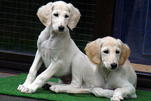 Sawahin Saluki Welpen 8 Wochen, Foto: D.Hintzenberg-Freisleben