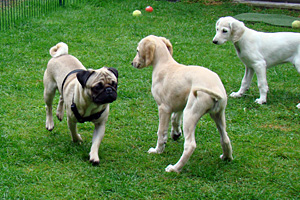 Sawahin Saluki Welpen 8 Wochen, Foto: D.Hintzenberg-Freisleben