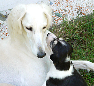 EUKANUBA World Challenge Winner 2008 CH Dakira Sawahin mit ihren Welpen, 4 Wochen alt, Foto: D.Hintzenberg-Freisleben