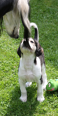 Welpen, 5 Wochen alt, von EUKANUBA World Challenge Champion 2008 CH Dakira Sawahin, Foto: D.Hintzenberg-Freisleben