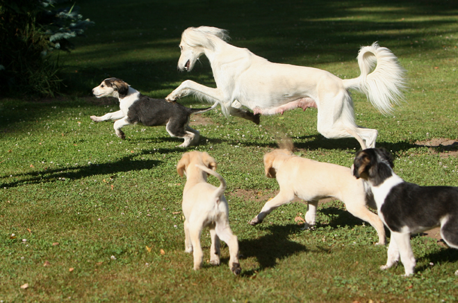 Sawahin Salukis, Dakiras Welpen 2009, Foto: D.Hintzenberg-Freisleben