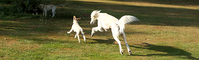 Sawahin Salukis, Dakiras Welpen 2009, Foto: D.Hintzenberg-Freisleben