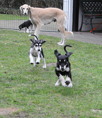 Sawahin Salukis Foto: D.Hintzenberg-Freisleben