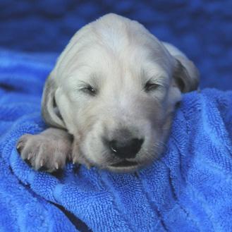 Sawahin Saluki-Welpen, 2 Wochen alt, J-Wurf, Foto: D.Hintzenberg-Freisleben