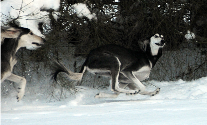 Sawahin Salukis, Foto: D.Hintzenberg-Freisleben