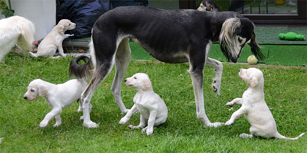 Sawahin Salukis, K-Wurf, 4 Wochen alt, Foto: D.Hintzenberg-Freisleben