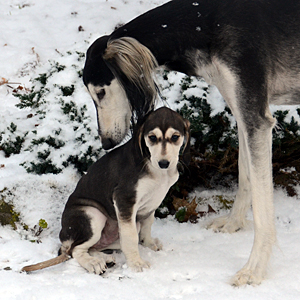 Sawahin Salukis, L-Wurf, 6 Wochen, Foto: D.Hintzenberg-Freislebe