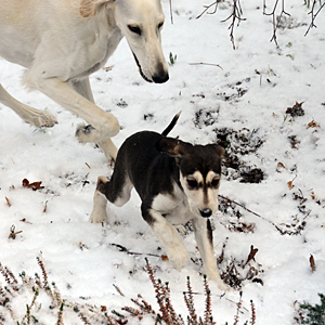 Sawahin Salukis, L-Wurf, 6 Wochen, Foto: D.Hintzenberg-Freislebe