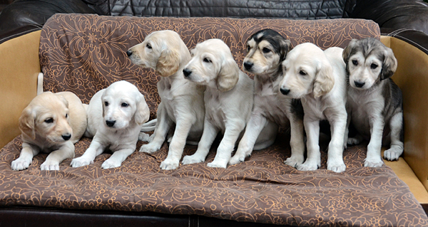 Sawahin Salukis, M-Wurf, alle Welpen, 4 Wochen und 4 Tage alt, Foto: D.Hintzenberg-Freislebe