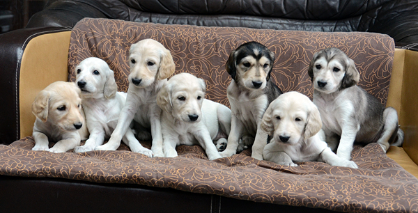 Sawahin Salukis, M-Wurf, alle Welpen, 4 Wochen und 4 Tage alt, Foto: D.Hintzenberg-Freisleben