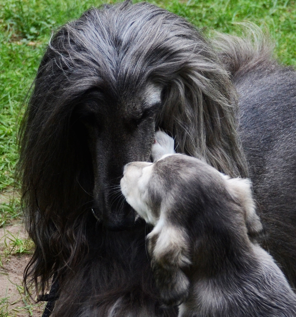 Sawahin Salukis, N-Wurf, 7 Wochen alt, Foto: D.Hintzenberg-Freisleben